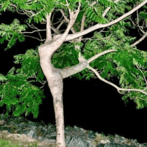Your Feminine: Stillness, Grounding, Presence and Beyond