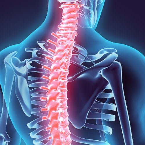 Spine Consciousness II