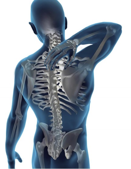 spine3