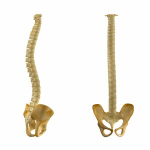 Spine Consciousness I & II Package