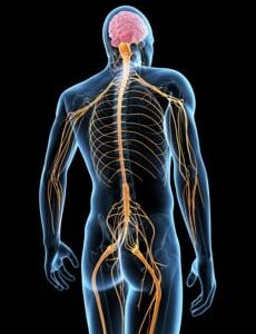 Energetic Nervous System Cleanse