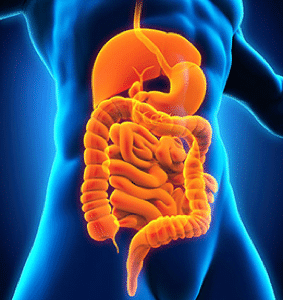 Energetic Gut Brain & Digestive System Cleanse