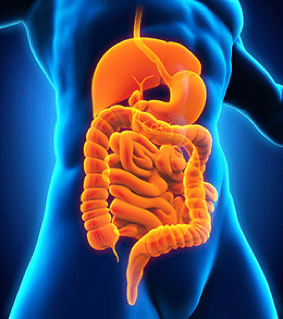 Energetic Gut Brain & Digestive System Cleanse