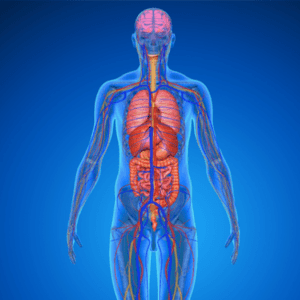 Energetic Endocannabinoid System Cleanse