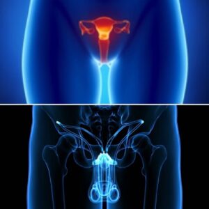 Energetic Reproductive System Cleanse
